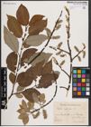 Foto von Salix caprea L.